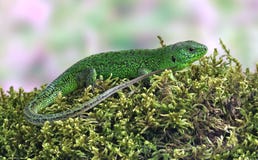 Viridis de Lacerta de lézard (lézard vert européen) images stock Viridis de Lacerta de lézard (lézard vert européen) images stock