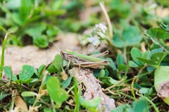 Viridulus Omocestus, кузнечик в зеленом цвете с травой стоковые изображения rf Viridulus Omocestus, кузнечик в зеленом цвете с травой стоковые изображения rf