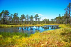 Viru Raba swamp. royalty free stock image Viru Raba swamp. royalty free stock image