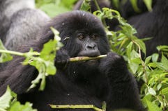 In the virunga park a small gorilla eats twigs royalty free stock photo In the virunga park a small gorilla eats twigs royalty free stock photo