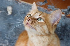 Visage doux d'un chat rouge avec des yeux verts et une moustache images stock Visage doux d'un chat rouge avec des yeux verts et une moustache images stock