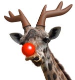 Visage drôle de girafe habillé renne flairé rouge comme Santa Claus ' pour Noël photo stock Visage drôle de girafe habillé renne flairé rouge comme Santa Claus ' pour Noël photo stock