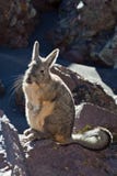 Viscacha Stockbild Viscacha Stockbild