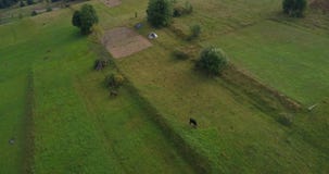 Visión aérea: El volar sobre un campo hermoso en las montañas cárpatas cerca de la ciudad Mizhgirja metrajes Visión aérea: El volar sobre un campo hermoso en las montañas cárpatas cerca de la ciudad Mizhgirja metrajes