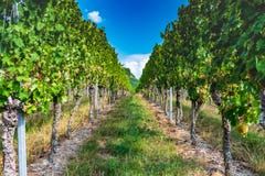 Visión a través del viñedo con el cielo azul foto de archivo libre de regalías Visión a través del viñedo con el cielo azul foto de archivo libre de regalías