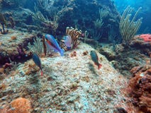 Vissen die onder koraal van Pompano Strand zwemmen stock foto's Vissen die onder koraal van Pompano Strand zwemmen stock foto's