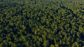 Vista aerea degli alberi verdi sul tramonto immagine stock libera da diritti Vista aerea degli alberi verdi sul tramonto immagine stock libera da diritti