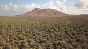 Vista aerea del raccolto dell'agave Vista aerea del raccolto dell'agave