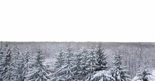 Vista aerea sopra una foresta nevosa coperta di neve Sorvoli l'abete nevoso congelato e la foresta spessa della foresta dei pini video d archivio Vista aerea sopra una foresta nevosa coperta di neve Sorvoli l'abete nevoso congelato e la foresta spessa della foresta dei pini video d archivio