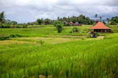 Vista bonita da casa e da vila tradicionais no terraço verde do arroz em Bali, Indonésia foto de stock Vista bonita da casa e da vila tradicionais no terraço verde do arroz em Bali, Indonésia foto de stock