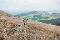 vista cênico bonita de flores e de montanhas da mola em Ucrânia, Crimeia, fotografia de stock vista cênico bonita de flores e de montanhas da mola em Ucrânia, Crimeia, fotografia de stock