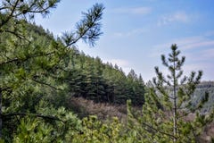 Vista de la cuesta de montaña con el bosque del pino contra el cielo azul con las nubes foto de archivo Vista de la cuesta de montaña con el bosque del pino contra el cielo azul con las nubes foto de archivo