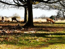Vista de los ciervos en la puesta del sol en Richmond Park, Londres foto de archivo libre de regalías Vista de los ciervos en la puesta del sol en Richmond Park, Londres foto de archivo libre de regalías