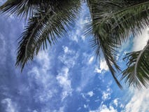 Vista de un cielo azul con las nubes y las hojas blancas de una palmera fotos de archivo Vista de un cielo azul con las nubes y las hojas blancas de una palmera fotos de archivo