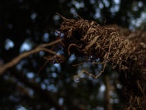 Vista del primo piano della radice nuda lunga dell'albero esotico come i rami nel marrone con il fuoco selettivo fotografie stock libere da diritti Vista del primo piano della radice nuda lunga dell'albero esotico come i rami nel marrone con il fuoco selettivo fotografie stock libere da diritti