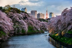 Vista della città di Tokyo con sakura fotografia stock Vista della città di Tokyo con sakura fotografia stock