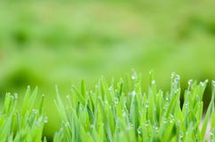 Vista della natura del primo piano e Bokeh astratto della foglia verde su fondo verde vago fotografie stock Vista della natura del primo piano e Bokeh astratto della foglia verde su fondo verde vago fotografie stock