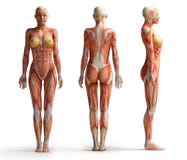 Vista femminile di anatomia royalty illustrazione gratis Vista femminile di anatomia royalty illustrazione gratis