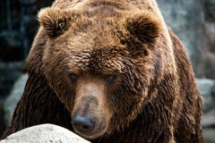 Vista frontale dell'orso bruno Ritratto dell'orso di Kamchatka fotografie stock Vista frontale dell'orso bruno Ritratto dell'orso di Kamchatka fotografie stock