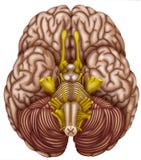 Vista inferior del cerebro humano ilustración del vector Vista inferior del cerebro humano ilustración del vector