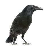 Vista lateral de Carrion Crow, corone del Corvus, aislado imagen de archivo libre de regalías Vista lateral de Carrion Crow, corone del Corvus, aislado imagen de archivo libre de regalías