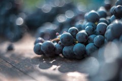Vista macra de uvas azules en barril de vino fotografía de archivo libre de regalías Vista macra de uvas azules en barril de vino fotografía de archivo libre de regalías