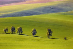 A vista nas castanhas e o trator fertilizam um campo em Moravia sul Foto de Stock A vista nas castanhas e o trator fertilizam um campo em Moravia sul Foto de Stock