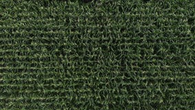 Vista a?rea de un campo de ma?z verde La cámara vuela de lado sobre el campo de maíz Visi?n superior metrajes Vista a?rea de un campo de ma?z verde La cámara vuela de lado sobre el campo de maíz Visi?n superior metrajes