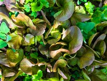 Vista superior da salada cultivado em casa nova que cresce em um jardim foto de stock royalty free Vista superior da salada cultivado em casa nova que cresce em um jardim foto de stock royalty free