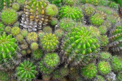 Vista superior del jardín verde viejo del cactus de la bola foto de archivo Vista superior del jardín verde viejo del cactus de la bola foto de archivo