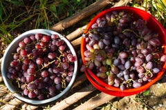 Vista superior em duas cubetas com uvas frescas fotografia de stock Vista superior em duas cubetas com uvas frescas fotografia de stock