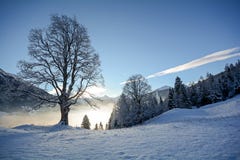 Vista a uma paisagem do inverno com árvore e o vale velhos perto de Gastein mau, cumes de Pongau - Salzburg Áustria Imagens de Stock Vista a uma paisagem do inverno com árvore e o vale velhos perto de Gastein mau, cumes de Pongau - Salzburg Áustria Imagens de Stock