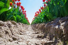 Vista vicina dalla terra della terra dei tulipani arancio fotografie stock libere da diritti Vista vicina dalla terra della terra dei tulipani arancio fotografie stock libere da diritti