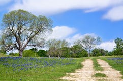 Vista του Τέξας bluebonnet κατά μήκος της εθνικής οδού στοκ εικόνες με δικαίωμα ελεύθερης χρήσης Vista του Τέξας bluebonnet κατά μήκος της εθνικής οδού στοκ εικόνες με δικαίωμα ελεύθερης χρήσης