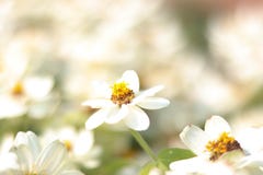 Vit blomma för Closeup på bakgrund för vita blommor för bulr - Bild arkivbild Vit blomma för Closeup på bakgrund för vita blommor för bulr - Bild arkivbild