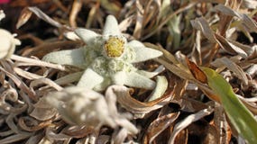 Vit blomma för edelweiss Leontopodiumalpinum royaltyfria foton Vit blomma för edelweiss Leontopodiumalpinum royaltyfria foton