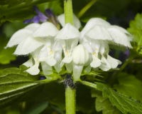 Vit död-nässla, Lamiumalbum, blommor närbild, selektiv fokus, grund DOF arkivfoto Vit död-nässla, Lamiumalbum, blommor närbild, selektiv fokus, grund DOF arkivfoto