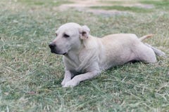 Vit hund labrador som ligger på gräs royaltyfri bild Vit hund labrador som ligger på gräs royaltyfri bild