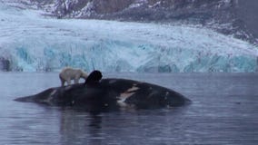 Svalbard soluppgång