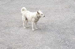 Vit lycklig hund på trottoaren arkivbild Vit lycklig hund på trottoaren arkivbild