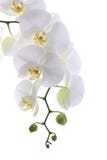 Vit orchid royaltyfria foton Vit orchid royaltyfria foton