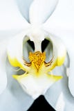 Vit orchid royaltyfri bild Vit orchid royaltyfri bild