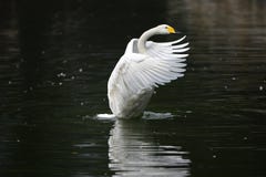 Vit swan royaltyfria bilder Vit swan royaltyfria bilder
