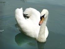 Vit swan royaltyfri foto Vit swan royaltyfri foto