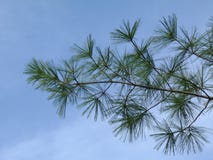 Vit sörjer filialen och ris under blå himmel Abstrakt begrepp specificerar arkivbilder Vit sörjer filialen och ris under blå himmel Abstrakt begrepp specificerar arkivbilder