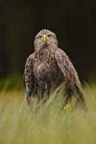 Vit-tailed Eagle - Haliaeetusalbicilla fotografering för bildbyråer Vit-tailed Eagle - Haliaeetusalbicilla fotografering för bildbyråer