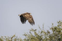 Vit-tailed Eagle - Haliaeetusalbicilla arkivbilder Vit-tailed Eagle - Haliaeetusalbicilla arkivbilder