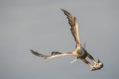 Vit-tailed Eagle med låset royaltyfria bilder Vit-tailed Eagle med låset royaltyfria bilder