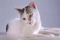 Vit thail?ndsk katt som ?r lyckligt ligga p? en vit bordduk arkivbild Vit thail?ndsk katt som ?r lyckligt ligga p? en vit bordduk arkivbild