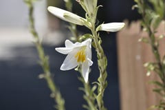 Vit trumpetblomma med pistillen som är större än stamens och ståndarknappen som fylls med pollen royaltyfri fotografi Vit trumpetblomma med pistillen som är större än stamens och ståndarknappen som fylls med pollen royaltyfri fotografi